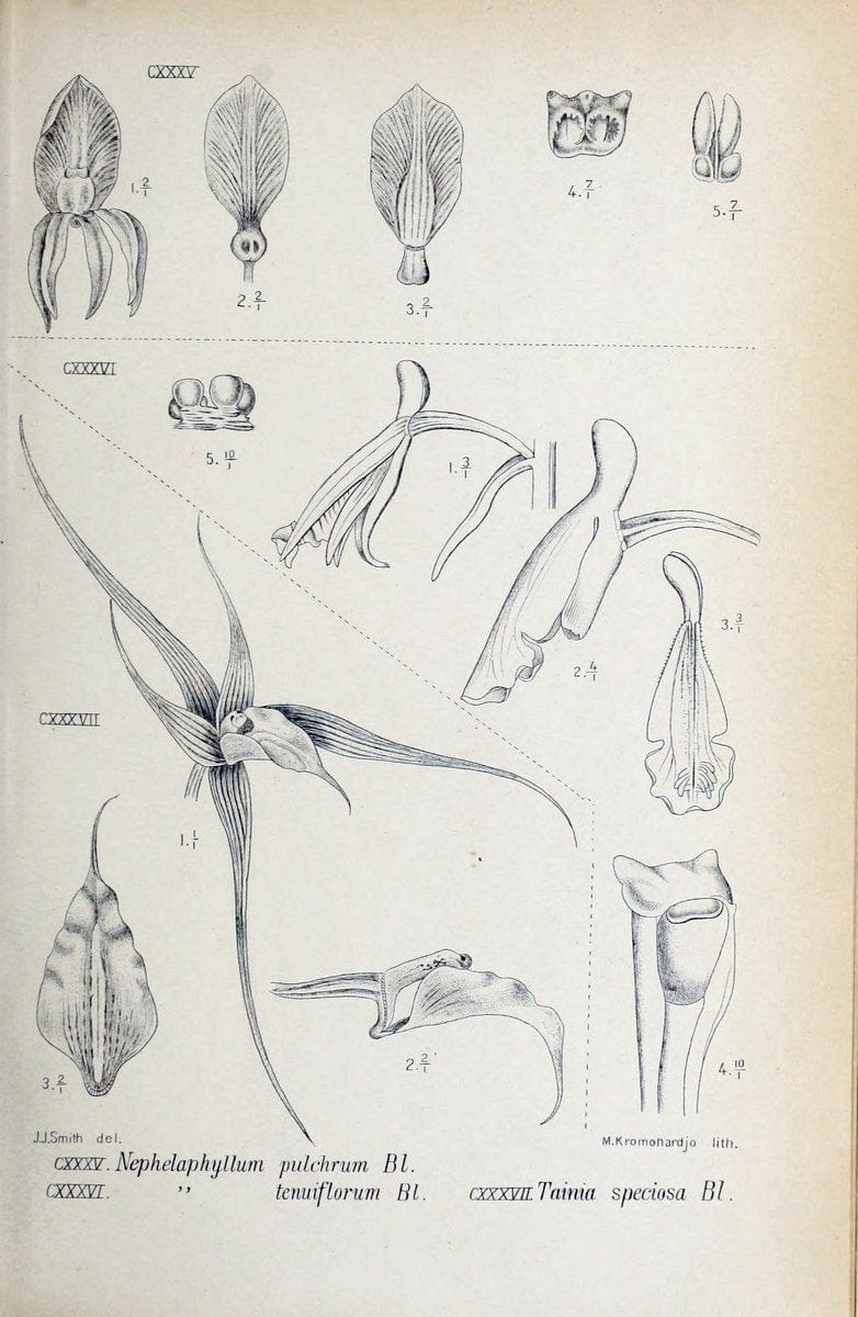 Die orchideen von Java /.Leiden :E. J. Brill,1905-1914.  | Indonesia Java Orchids | Vintage Print Reproduction 472116