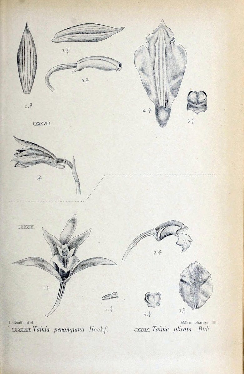 Die orchideen von Java /.Leiden :E. J. Brill,1905-1914.  | Indonesia Java Orchids | Vintage Print Reproduction 472117