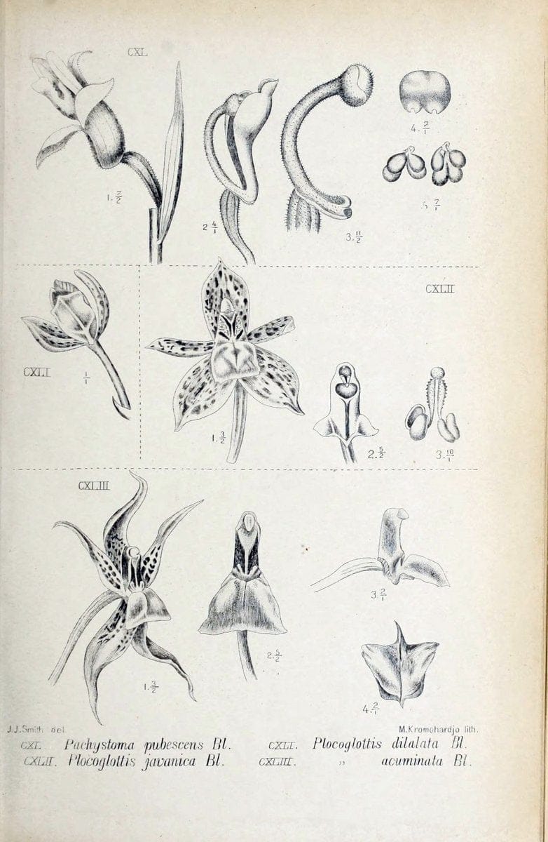 Die orchideen von Java /.Leiden :E. J. Brill,1905-1914.  | Indonesia Java Orchids | Vintage Print Reproduction 472118