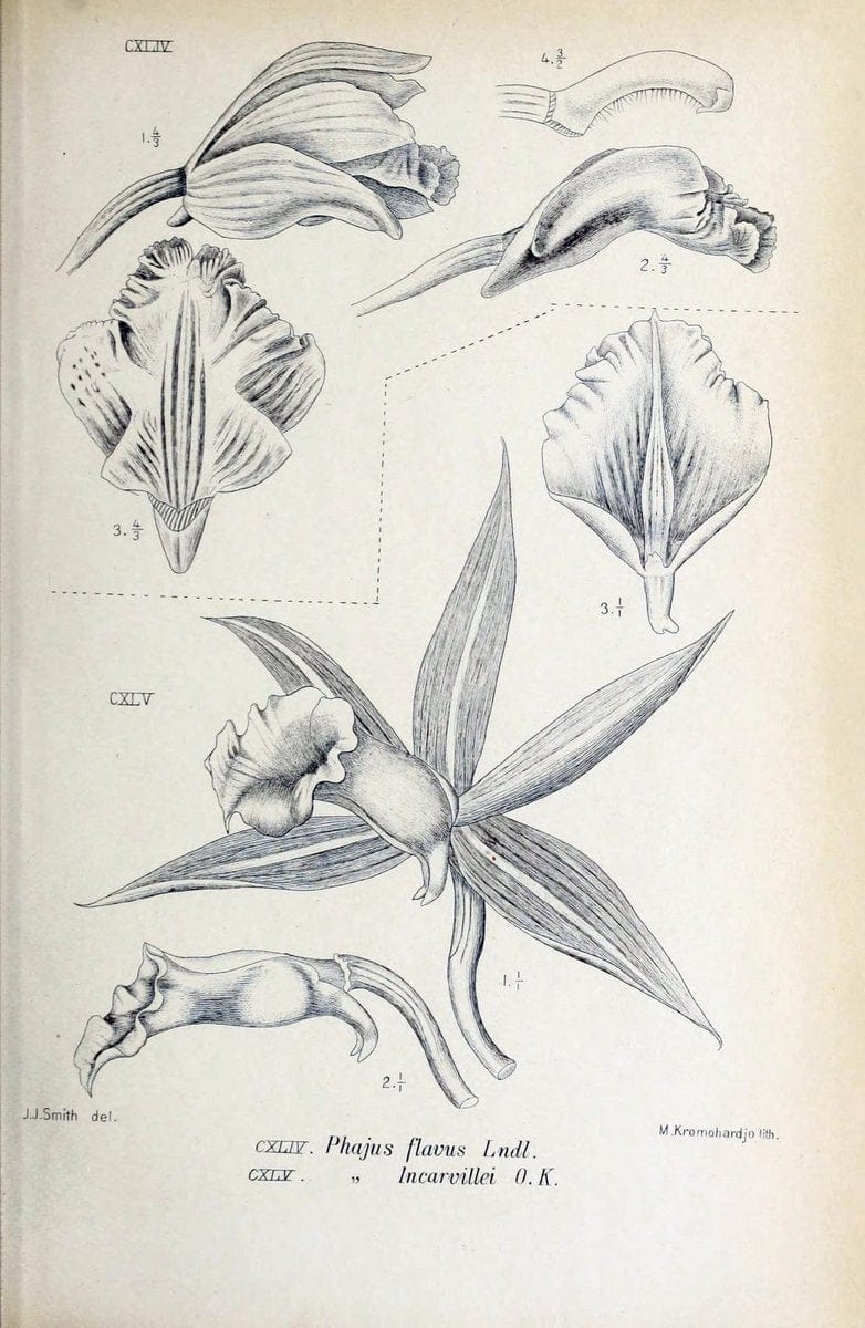Die orchideen von Java /.Leiden :E. J. Brill,1905-1914.  | Indonesia Java Orchids | Vintage Print Reproduction 472119