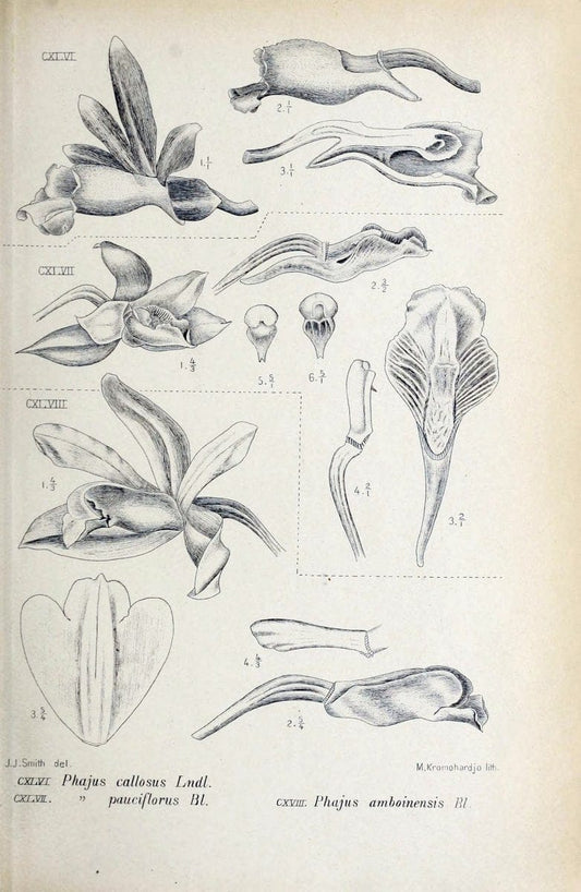 Die orchideen von Java /.Leiden :E. J. Brill,1905-1914.  | Indonesia Java Orchids | Vintage Print Reproduction 472120