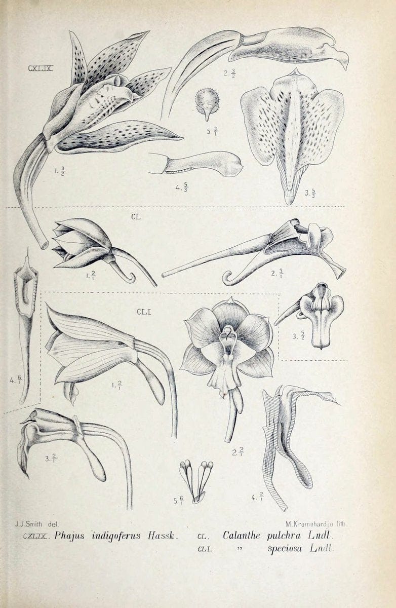 Die orchideen von Java /.Leiden :E. J. Brill,1905-1914.  | Indonesia Java Orchids | Vintage Print Reproduction 472121