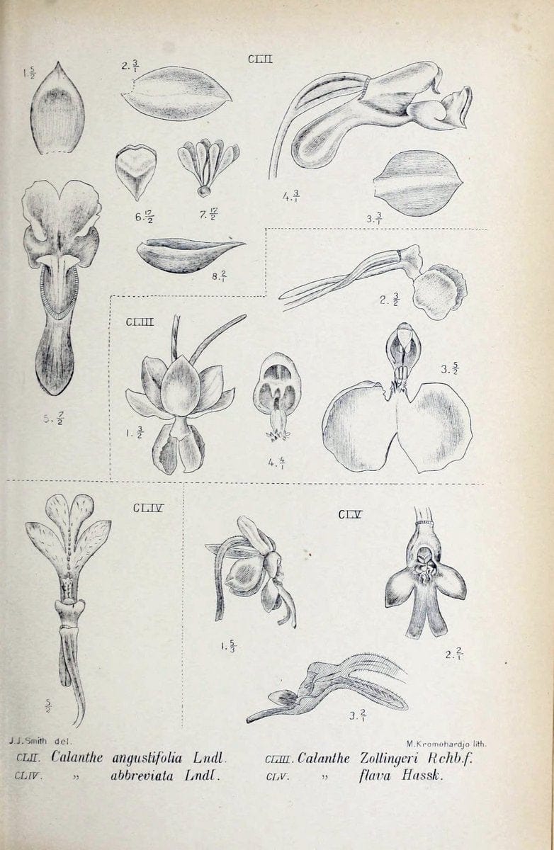 Die orchideen von Java /.Leiden :E. J. Brill,1905-1914.  | Indonesia Java Orchids | Vintage Print Reproduction 472122