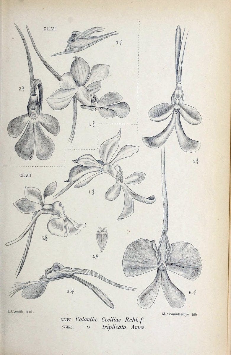 Die orchideen von Java /.Leiden :E. J. Brill,1905-1914.  | Indonesia Java Orchids | Vintage Print Reproduction 472123