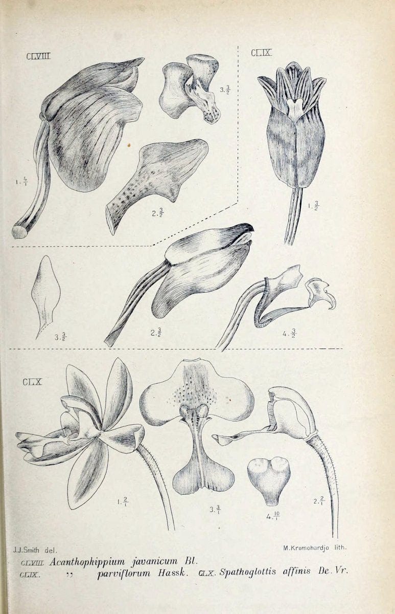 Die orchideen von Java /.Leiden :E. J. Brill,1905-1914.  | Indonesia Java Orchids | Vintage Print Reproduction 472124