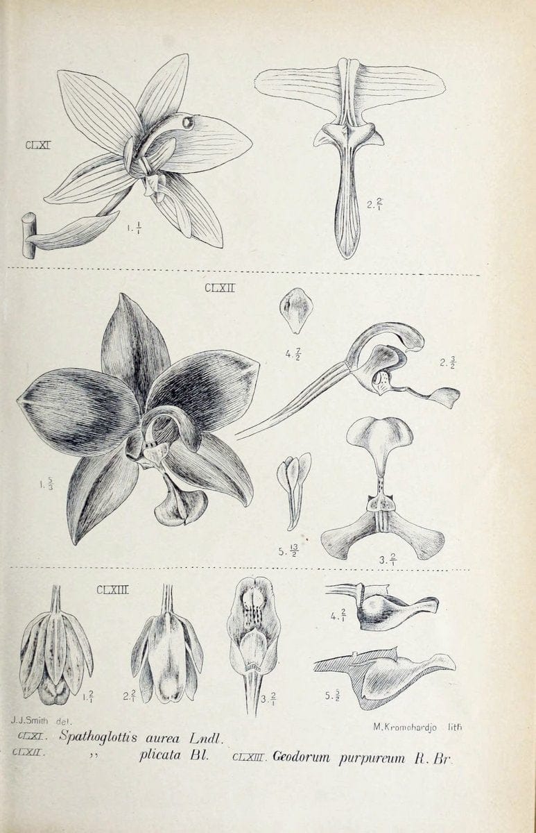 Die orchideen von Java /.Leiden :E. J. Brill,1905-1914.  | Indonesia Java Orchids | Vintage Print Reproduction 472125
