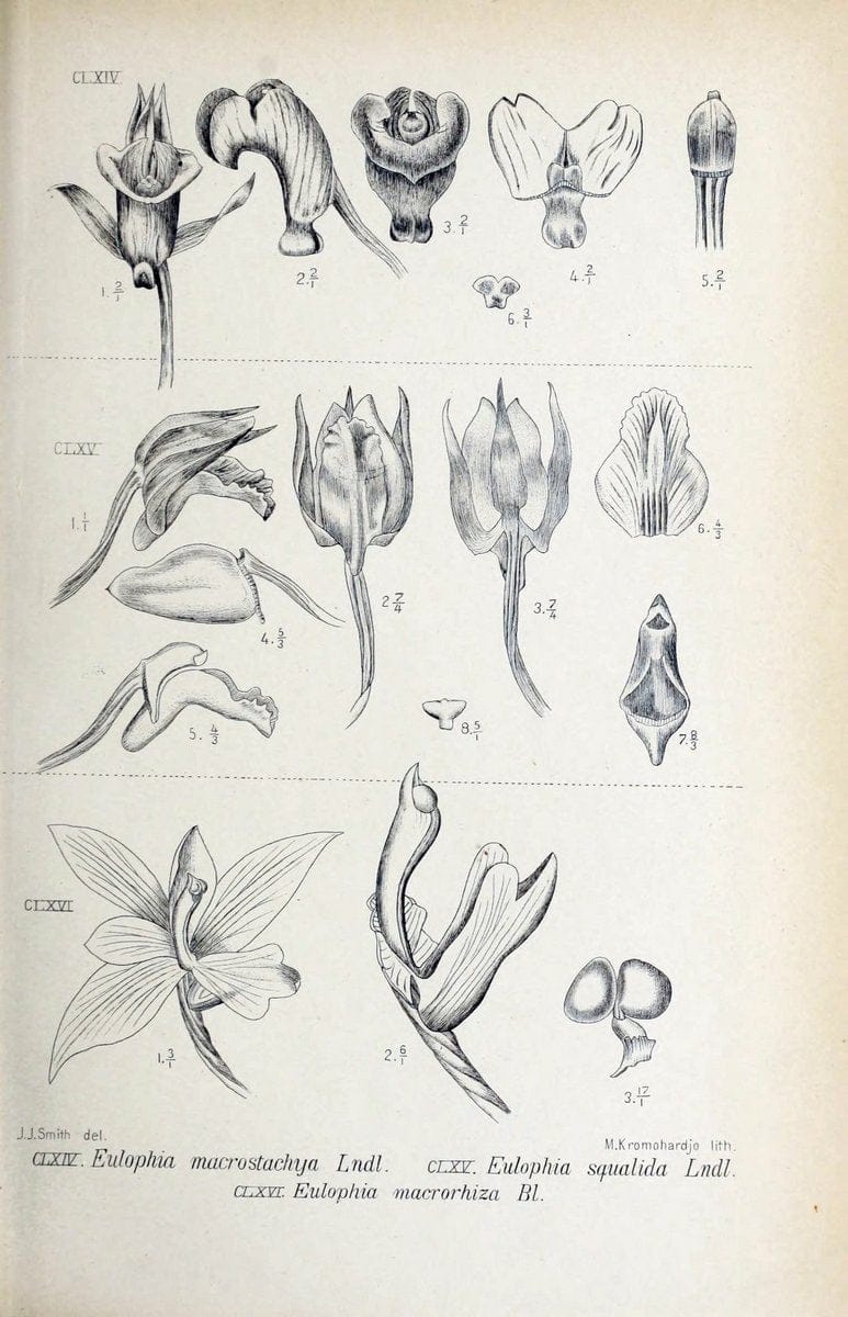 Die orchideen von Java /.Leiden :E. J. Brill,1905-1914.  | Indonesia Java Orchids | Vintage Print Reproduction 472126