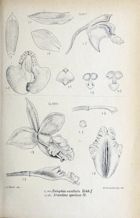 Die orchideen von Java /.Leiden :E. J. Brill,1905-1914.  | Indonesia Java Orchids | Vintage Print Reproduction 472127