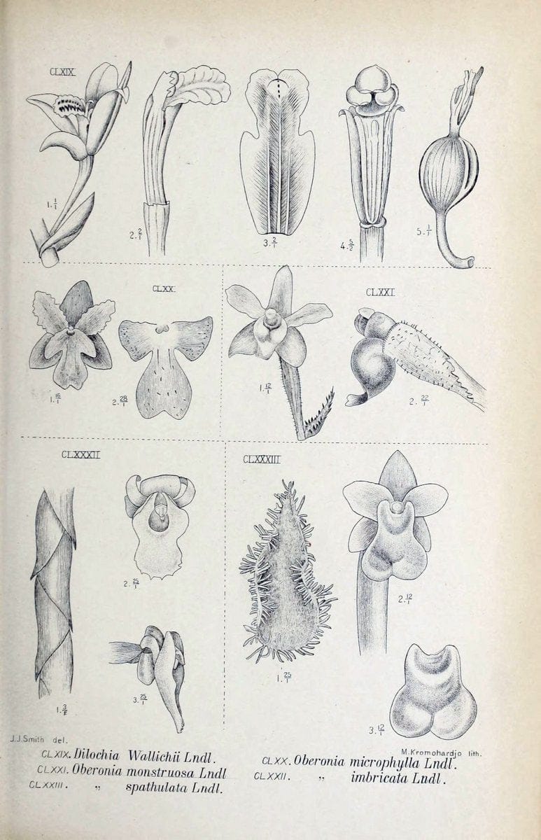 Die orchideen von Java /.Leiden :E. J. Brill,1905-1914.  | Indonesia Java Orchids | Vintage Print Reproduction 472128