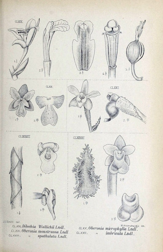 Die orchideen von Java /.Leiden :E. J. Brill,1905-1914.  | Indonesia Java Orchids | Vintage Print Reproduction 472128