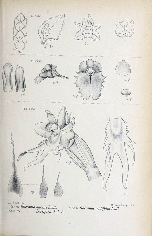 Die orchideen von Java /.Leiden :E. J. Brill,1905-1914.  | Indonesia Java Orchids | Vintage Print Reproduction 472129