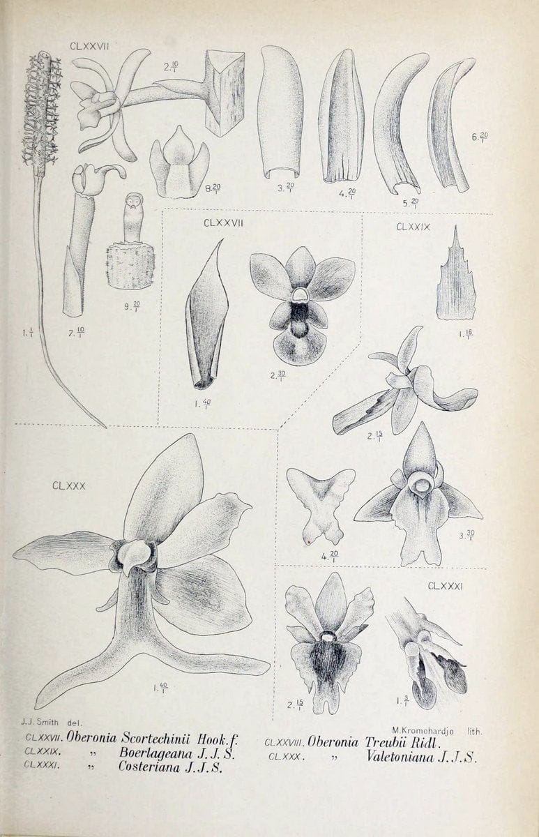 Die orchideen von Java /.Leiden :E. J. Brill,1905-1914.  | Indonesia Java Orchids | Vintage Print Reproduction 472130