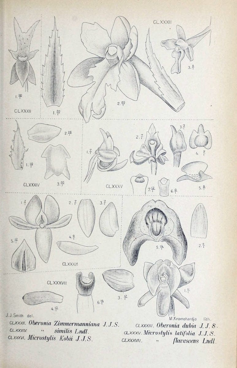 Die orchideen von Java /.Leiden :E. J. Brill,1905-1914.  | Indonesia Java Orchids | Vintage Print Reproduction 472131