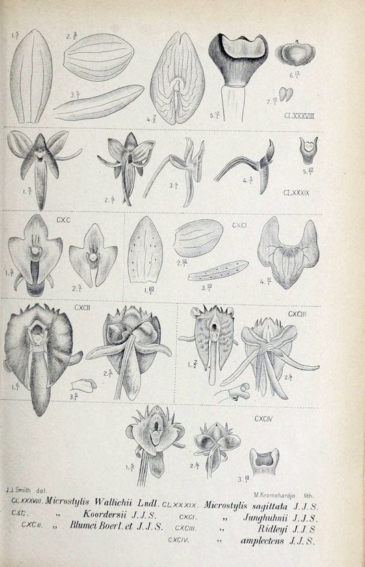 Die orchideen von Java /.Leiden :E. J. Brill,1905-1914.  | Indonesia Java Orchids | Vintage Print Reproduction 472132
