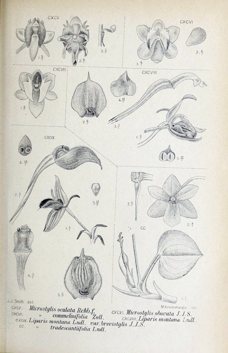 Die orchideen von Java /.Leiden :E. J. Brill,1905-1914.  | Indonesia Java Orchids | Vintage Print Reproduction 472133
