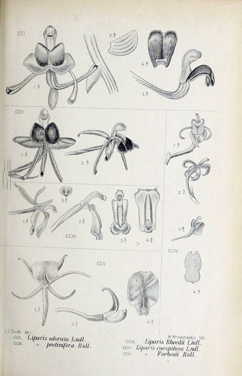 Die orchideen von Java /.Leiden :E. J. Brill,1905-1914.  | Indonesia Java Orchids | Vintage Print Reproduction 472134