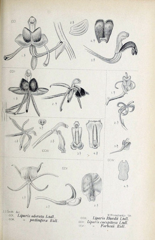 Die orchideen von Java /.Leiden :E. J. Brill,1905-1914.  | Indonesia Java Orchids | Vintage Print Reproduction 472134
