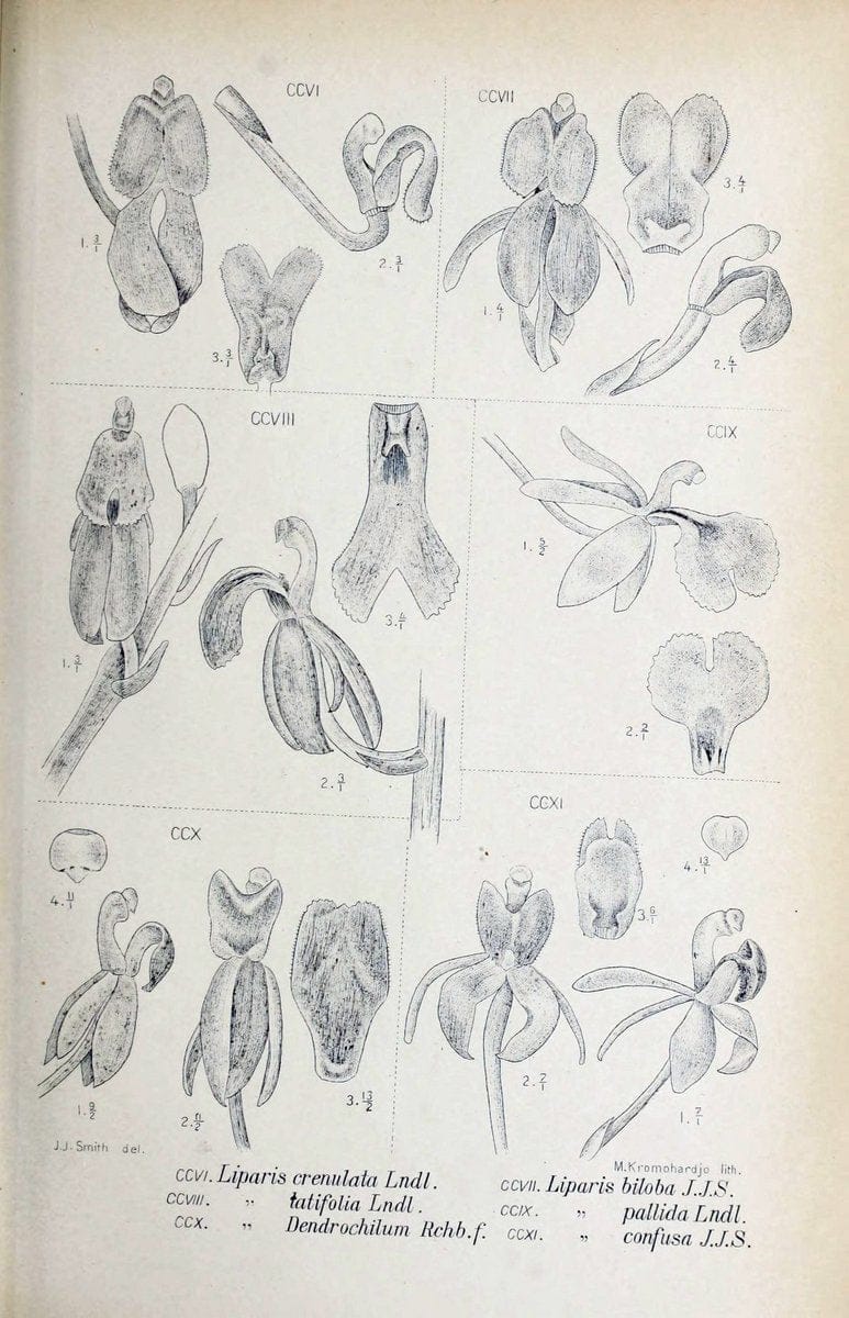 Die orchideen von Java /.Leiden :E. J. Brill,1905-1914.  | Indonesia Java Orchids | Vintage Print Reproduction 472135