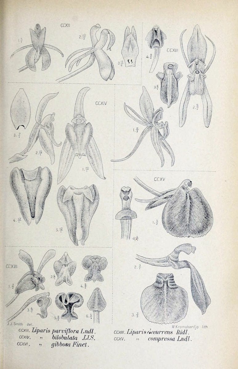 Die orchideen von Java /.Leiden :E. J. Brill,1905-1914.  | Indonesia Java Orchids | Vintage Print Reproduction 472136
