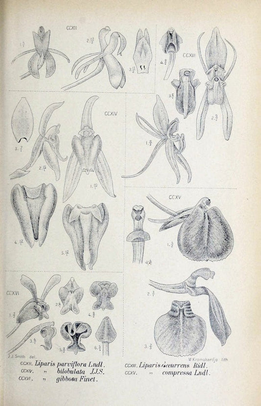 Die orchideen von Java /.Leiden :E. J. Brill,1905-1914.  | Indonesia Java Orchids | Vintage Print Reproduction 472136