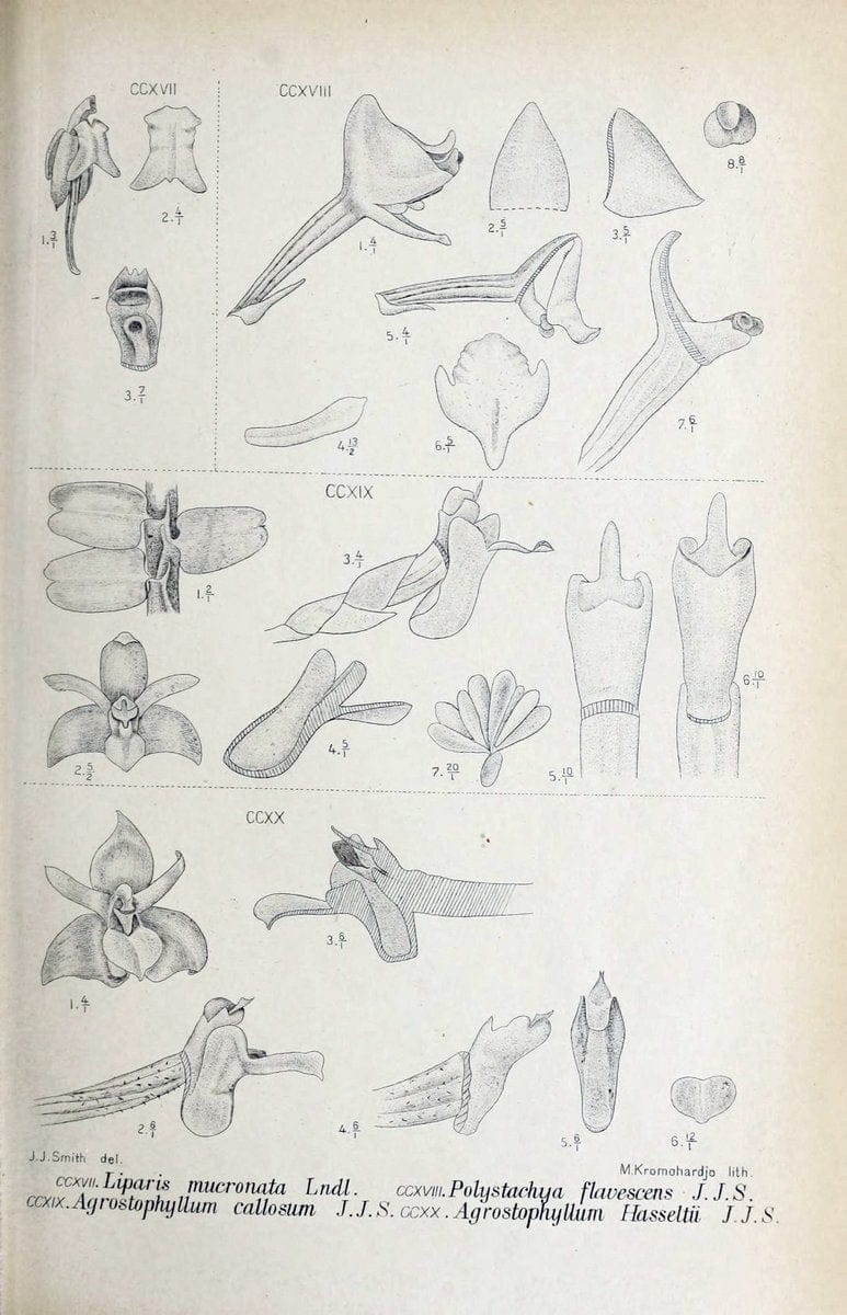 Die orchideen von Java /.Leiden :E. J. Brill,1905-1914.  | Indonesia Java Orchids | Vintage Print Reproduction 472137
