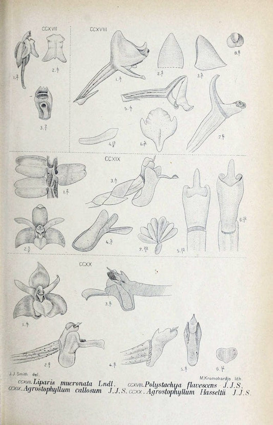 Die orchideen von Java /.Leiden :E. J. Brill,1905-1914.  | Indonesia Java Orchids | Vintage Print Reproduction 472137