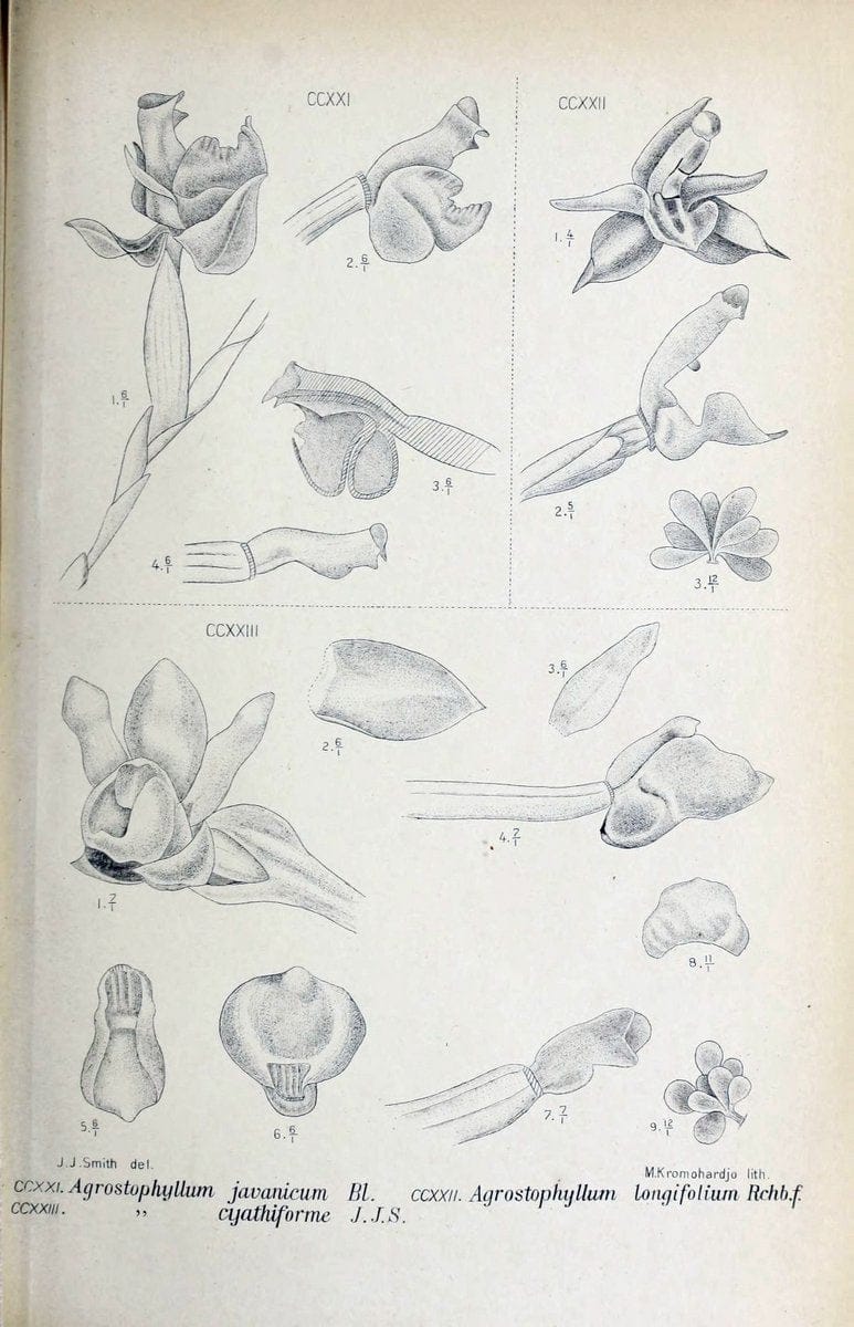 Die orchideen von Java /.Leiden :E. J. Brill,1905-1914.  | Indonesia Java Orchids | Vintage Print Reproduction 472138