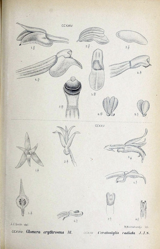 Die orchideen von Java /.Leiden :E. J. Brill,1905-1914.  | Indonesia Java Orchids | Vintage Print Reproduction 472139