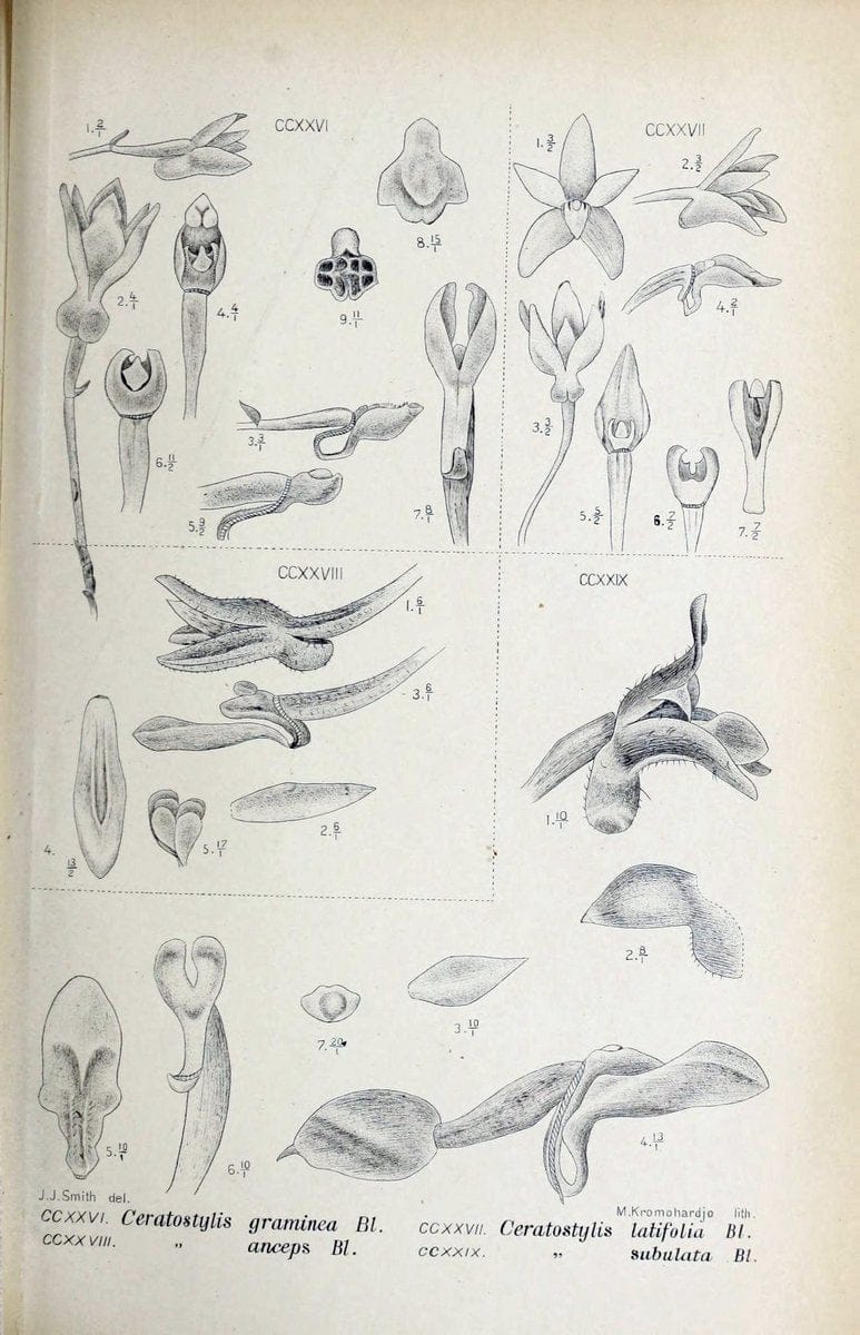 Die orchideen von Java /.Leiden :E. J. Brill,1905-1914.  | Indonesia Java Orchids | Vintage Print Reproduction 472140