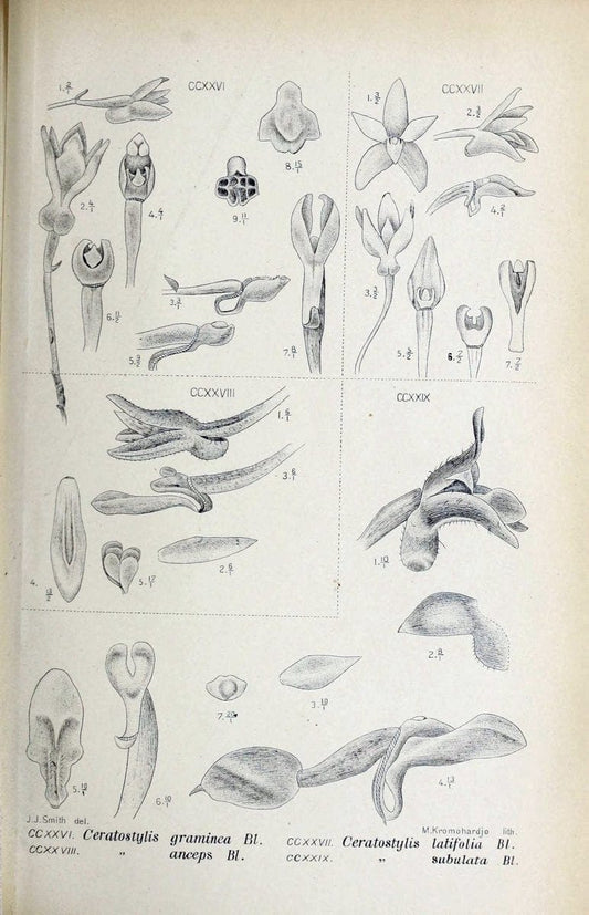 Die orchideen von Java /.Leiden :E. J. Brill,1905-1914.  | Indonesia Java Orchids | Vintage Print Reproduction 472140