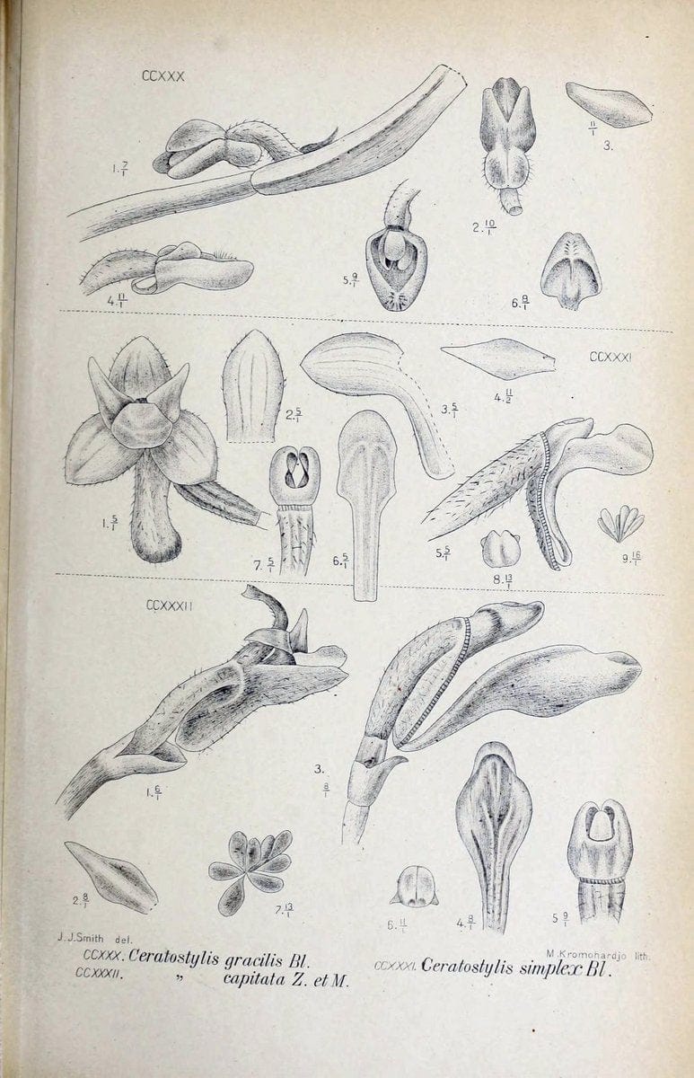 Die orchideen von Java /.Leiden :E. J. Brill,1905-1914.  | Indonesia Java Orchids | Vintage Print Reproduction 472141