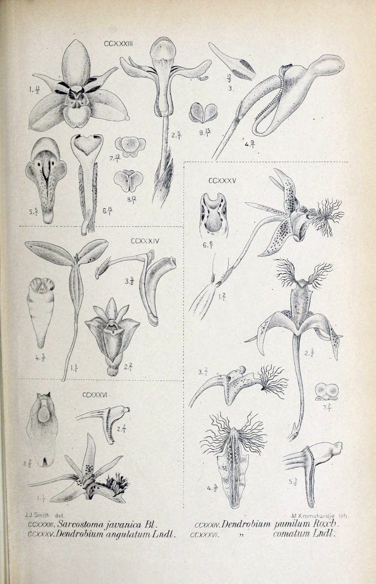 Die orchideen von Java /.Leiden :E. J. Brill,1905-1914.  | Indonesia Java Orchids | Vintage Print Reproduction 472142