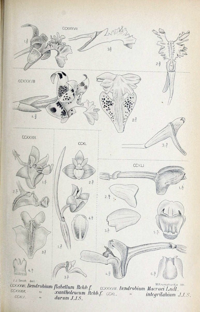 Die orchideen von Java /.Leiden :E. J. Brill,1905-1914.  | Indonesia Java Orchids | Vintage Print Reproduction 472143