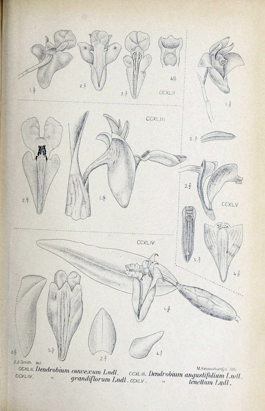 Die orchideen von Java /.Leiden :E. J. Brill,1905-1914.  | Indonesia Java Orchids | Vintage Print Reproduction 472144