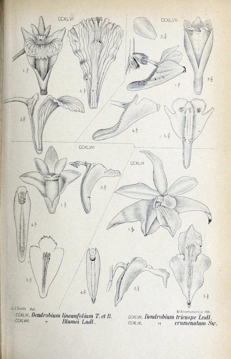 Die orchideen von Java /.Leiden :E. J. Brill,1905-1914.  | Indonesia Java Orchids | Vintage Print Reproduction 472145