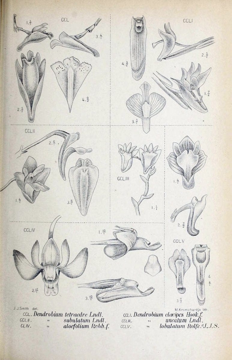 Die orchideen von Java /.Leiden :E. J. Brill,1905-1914.  | Indonesia Java Orchids | Vintage Print Reproduction 472146