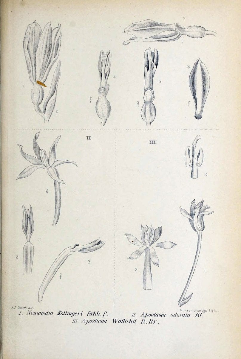 Die orchideen von Java /.Leiden :E. J. Brill,1905-1914.  | Indonesia Java Orchids | Vintage Print Reproduction 472147
