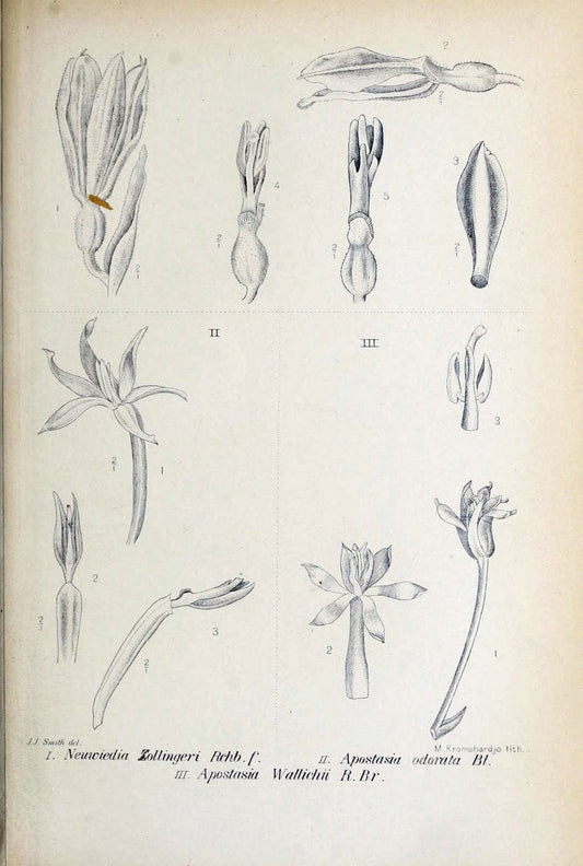 Die orchideen von Java /.Leiden :E. J. Brill,1905-1914.  | Indonesia Java Orchids | Vintage Print Reproduction 472147