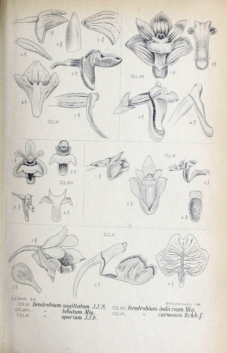 Die orchideen von Java /.Leiden :E. J. Brill,1905-1914.  | Indonesia Java Orchids | Vintage Print Reproduction 472148
