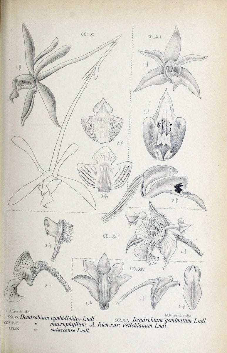 Die orchideen von Java /.Leiden :E. J. Brill,1905-1914.  | Indonesia Java Orchids | Vintage Print Reproduction 472149