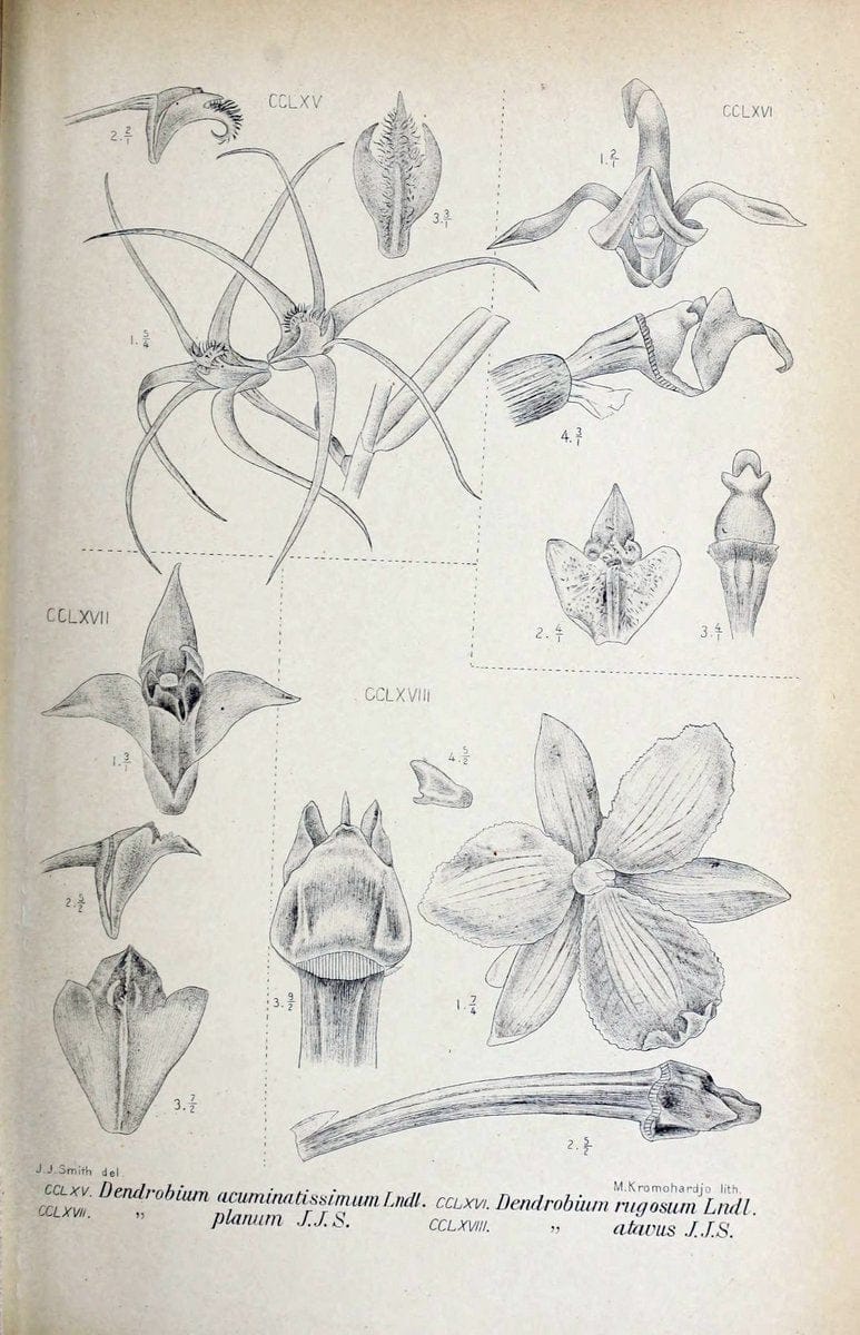 Die orchideen von Java /.Leiden :E. J. Brill,1905-1914.  | Indonesia Java Orchids | Vintage Print Reproduction 472150