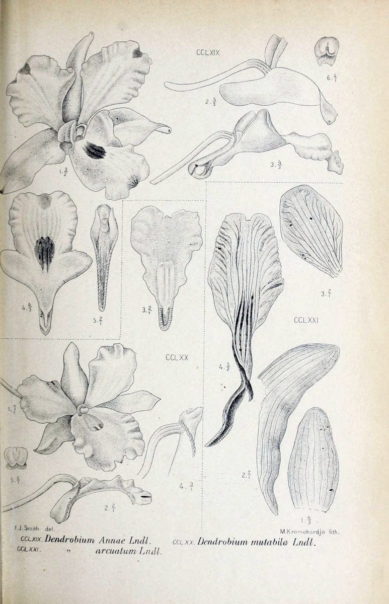 Die orchideen von Java /.Leiden :E. J. Brill,1905-1914.  | Indonesia Java Orchids | Vintage Print Reproduction 472151