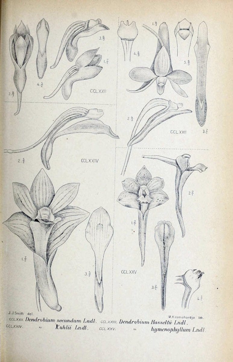 Die orchideen von Java /.Leiden :E. J. Brill,1905-1914.  | Indonesia Java Orchids | Vintage Print Reproduction 472152