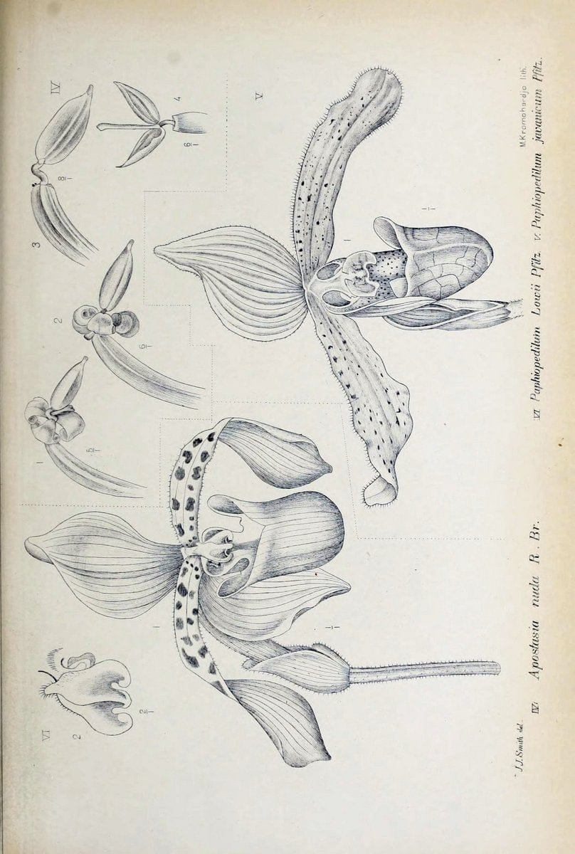 Die orchideen von Java /.Leiden :E. J. Brill,1905-1914.  | Indonesia Java Orchids | Vintage Print Reproduction 472153