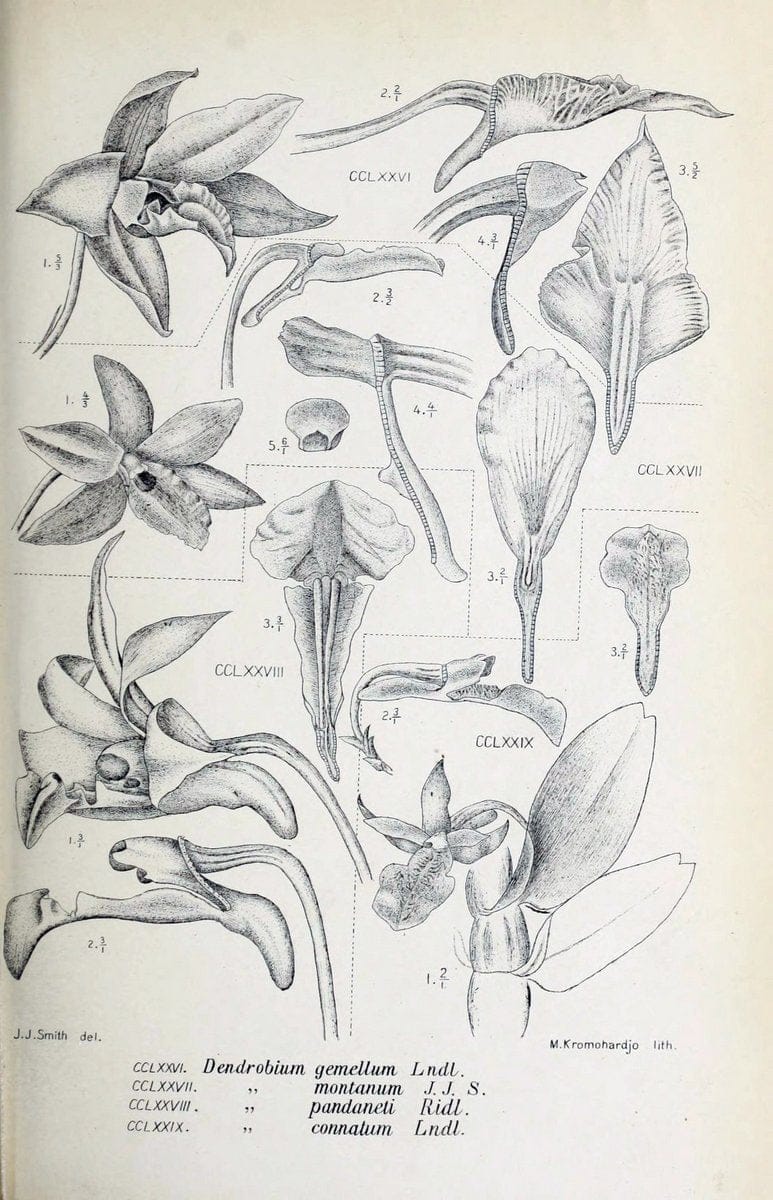 Die orchideen von Java /.Leiden :E. J. Brill,1905-1914.  | Indonesia Java Orchids | Vintage Print Reproduction 472154