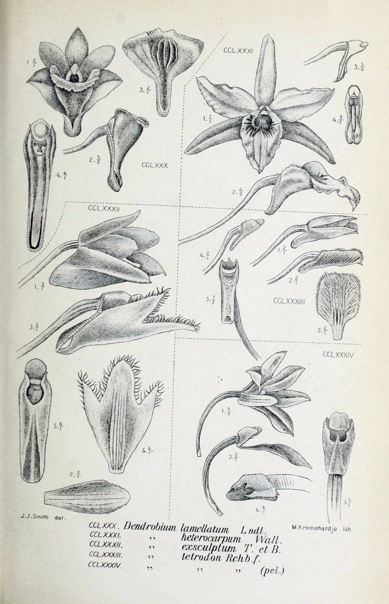 Die orchideen von Java /.Leiden :E. J. Brill,1905-1914.  | Indonesia Java Orchids | Vintage Print Reproduction 472155