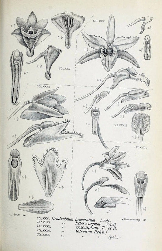 Die orchideen von Java /.Leiden :E. J. Brill,1905-1914.  | Indonesia Java Orchids | Vintage Print Reproduction 472155
