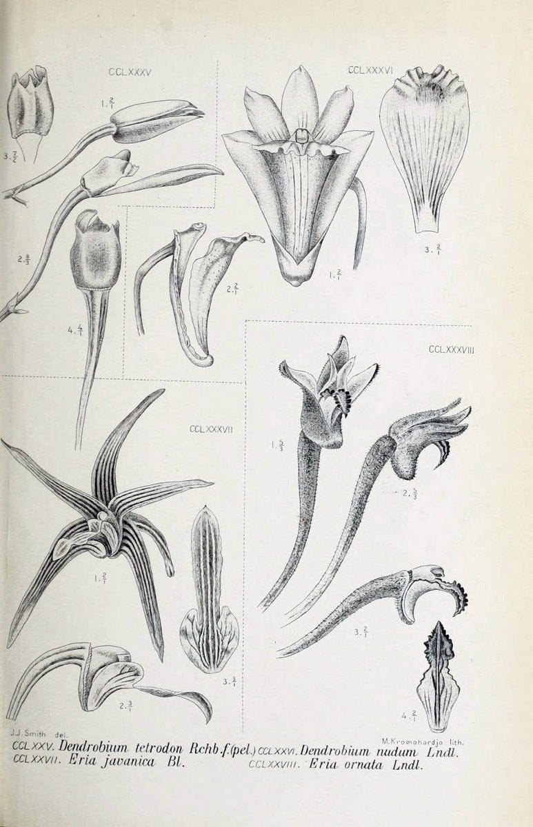 Die orchideen von Java /.Leiden :E. J. Brill,1905-1914.  | Indonesia Java Orchids | Vintage Print Reproduction 472156