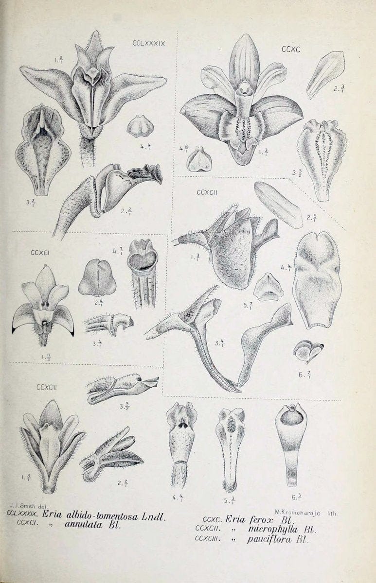 Die orchideen von Java /.Leiden :E. J. Brill,1905-1914.  | Indonesia Java Orchids | Vintage Print Reproduction 472157