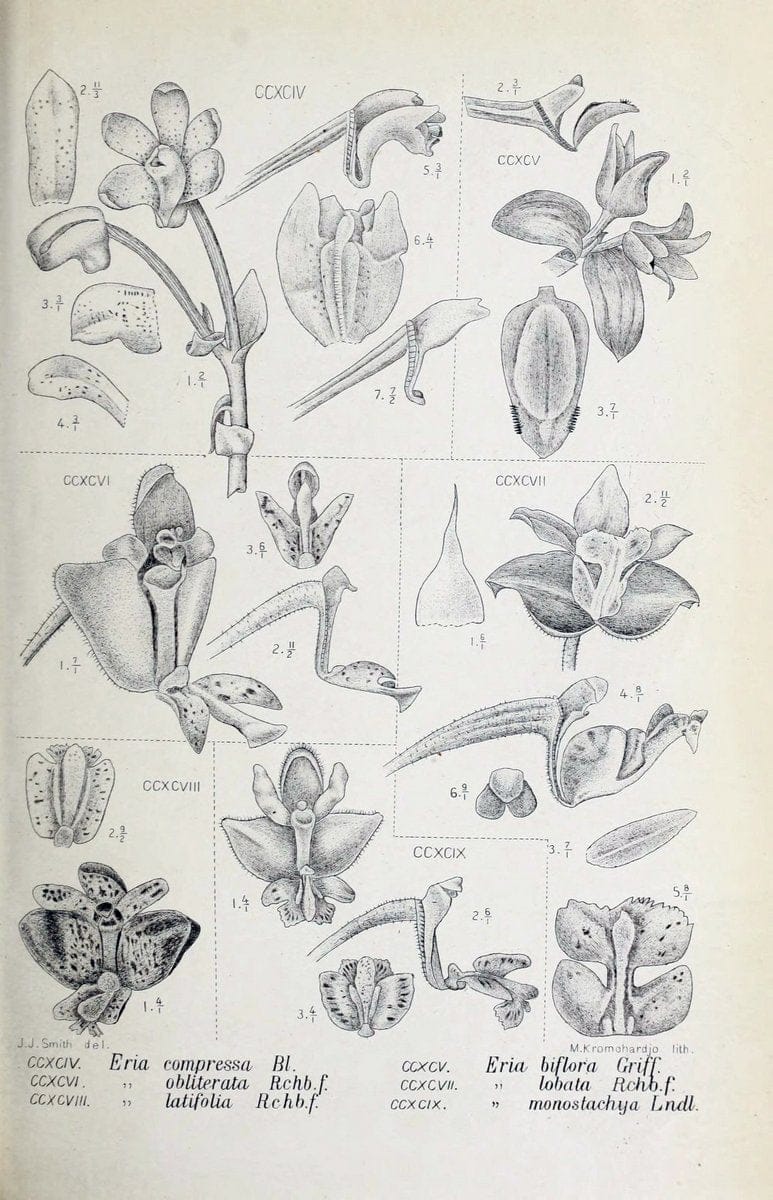 Die orchideen von Java /.Leiden :E. J. Brill,1905-1914.  | Indonesia Java Orchids | Vintage Print Reproduction 472158